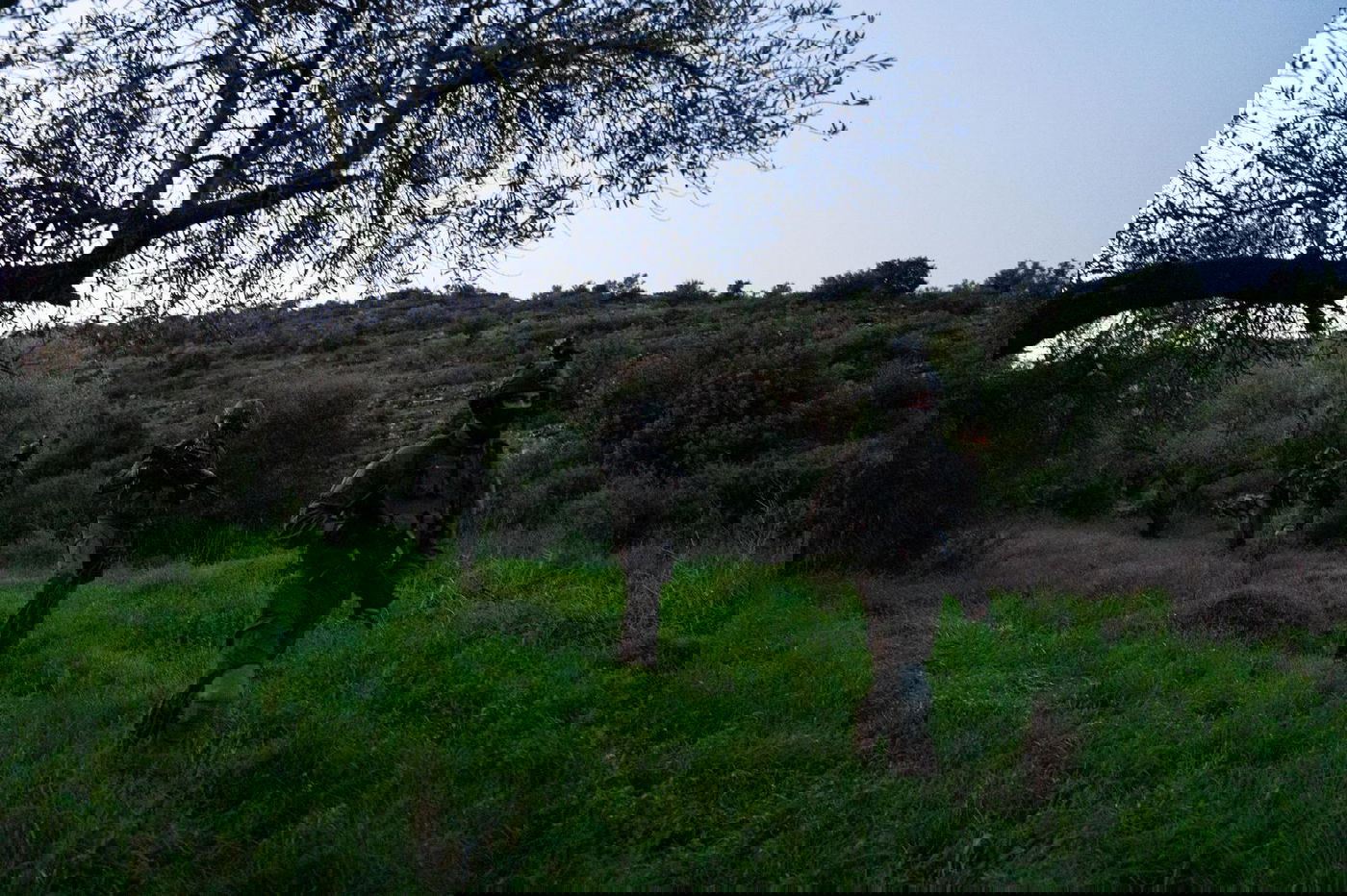 הלוחמים פשטו על שני כפרים ועצרו ארבעה מבוקשים • צפו