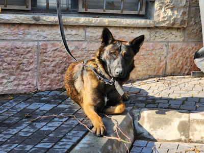 הכלב עימו ביצעו החשודים את מעשי השוד