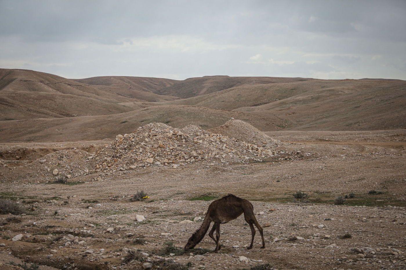 הגשם והפלסטיק הגיעו לגמלים במדבר יהודה | צפו בגלריה