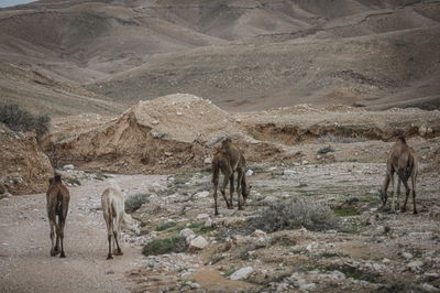 הגשם והפלסטיק הגיעו לגמלים במדבר יהודה | צפו בגלריה