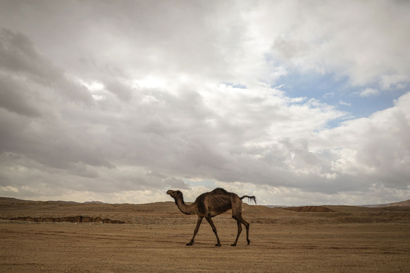 הגשם והפלסטיק הגיעו לגמלים במדבר יהודה | צפו בגלריה