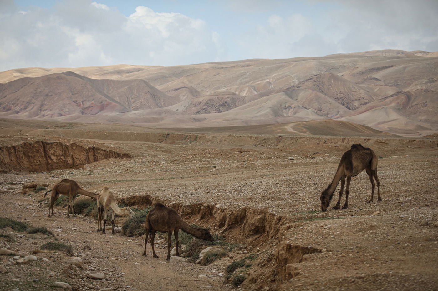 הגשם והפלסטיק הגיעו לגמלים במדבר יהודה | צפו בגלריה