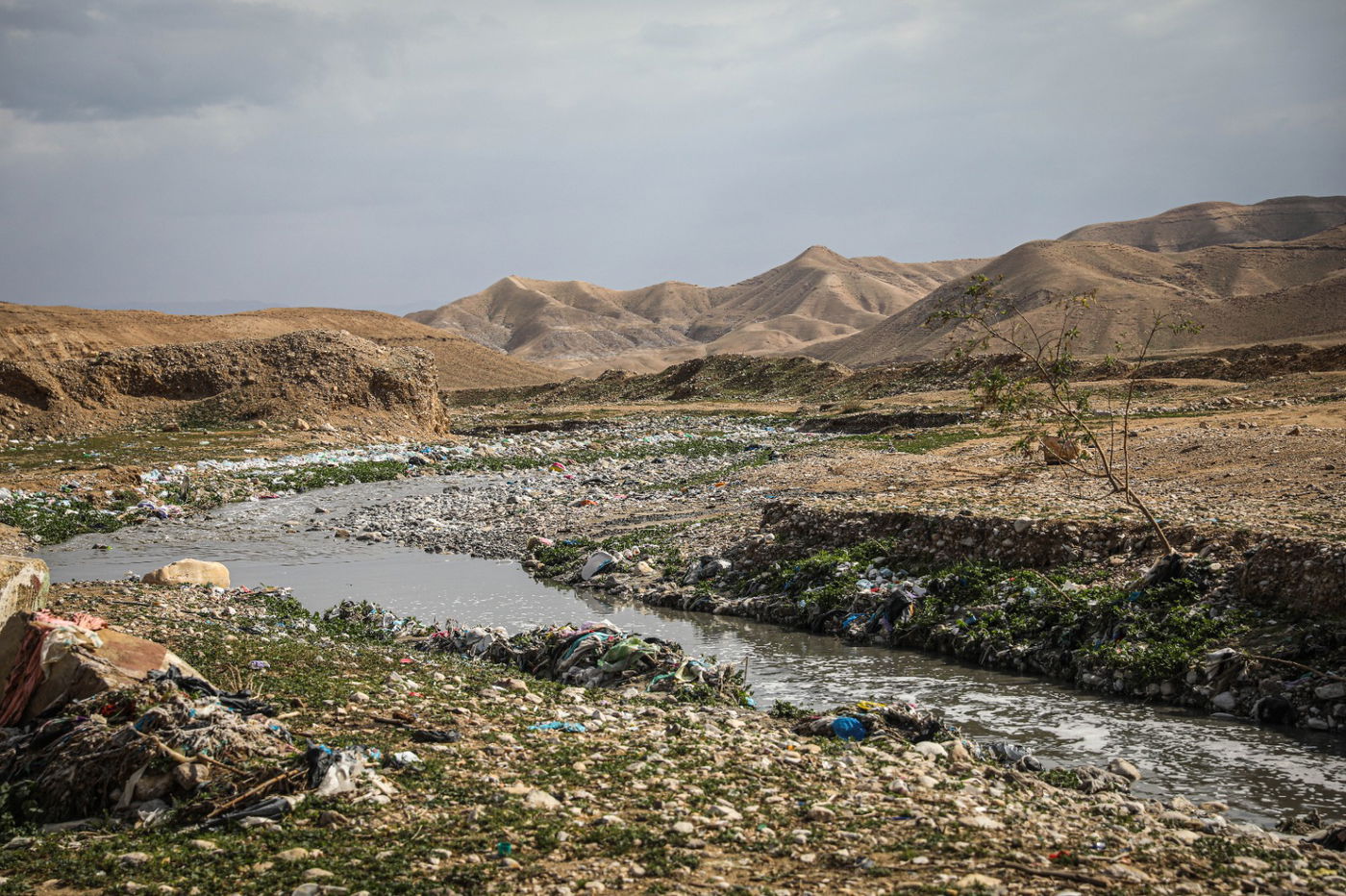 הגשם והפלסטיק הגיעו לגמלים במדבר יהודה | צפו בגלריה