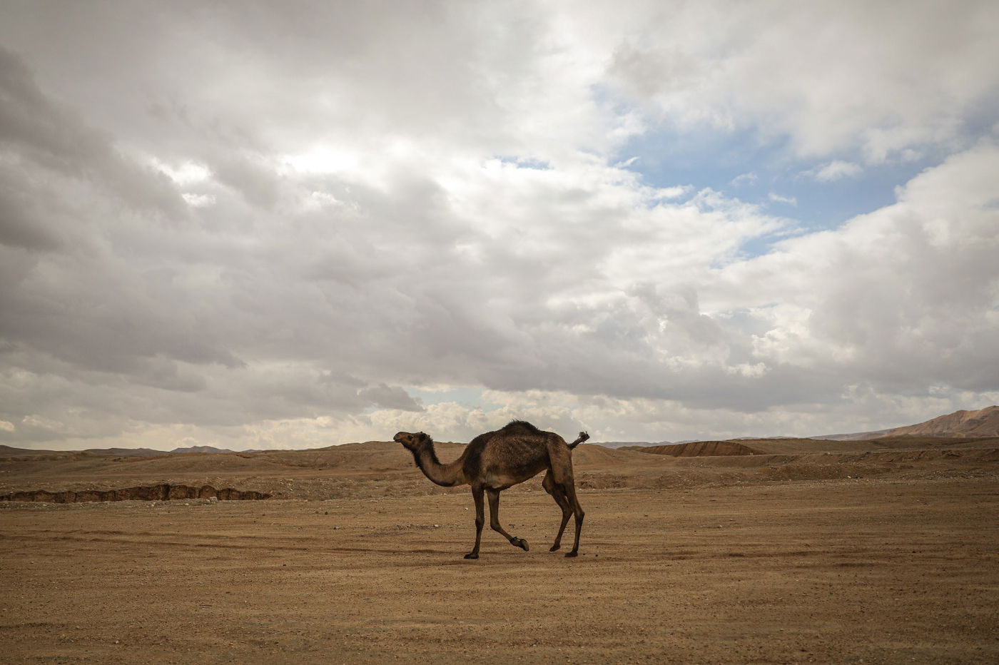 הגשם והפלסטיק הגיעו לגמלים במדבר יהודה | צפו בגלריה