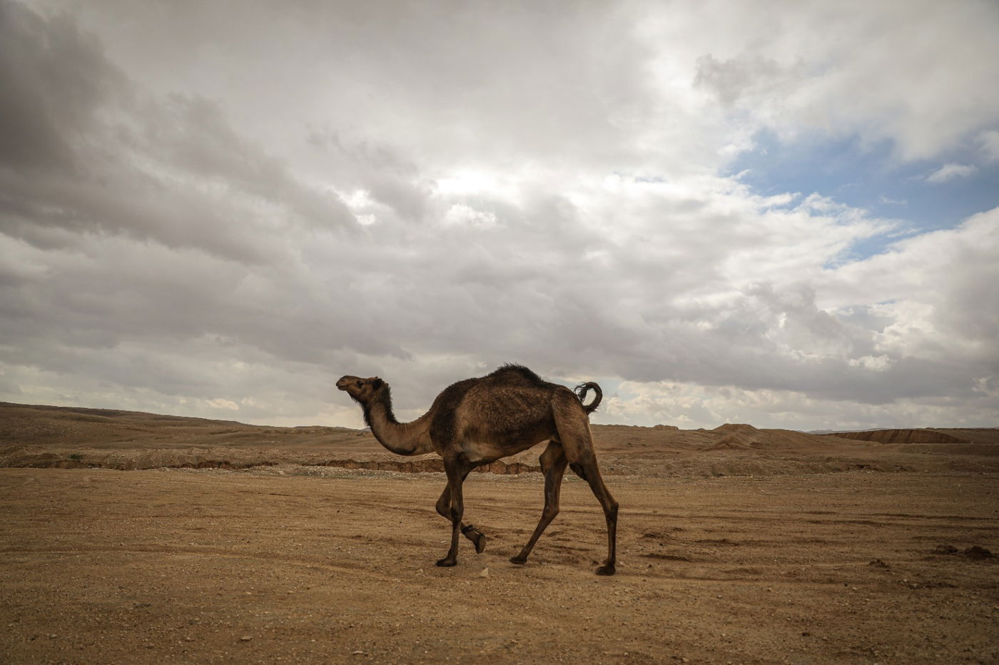 הגשם והפלסטיק הגיעו לגמלים במדבר יהודה | צפו בגלריה