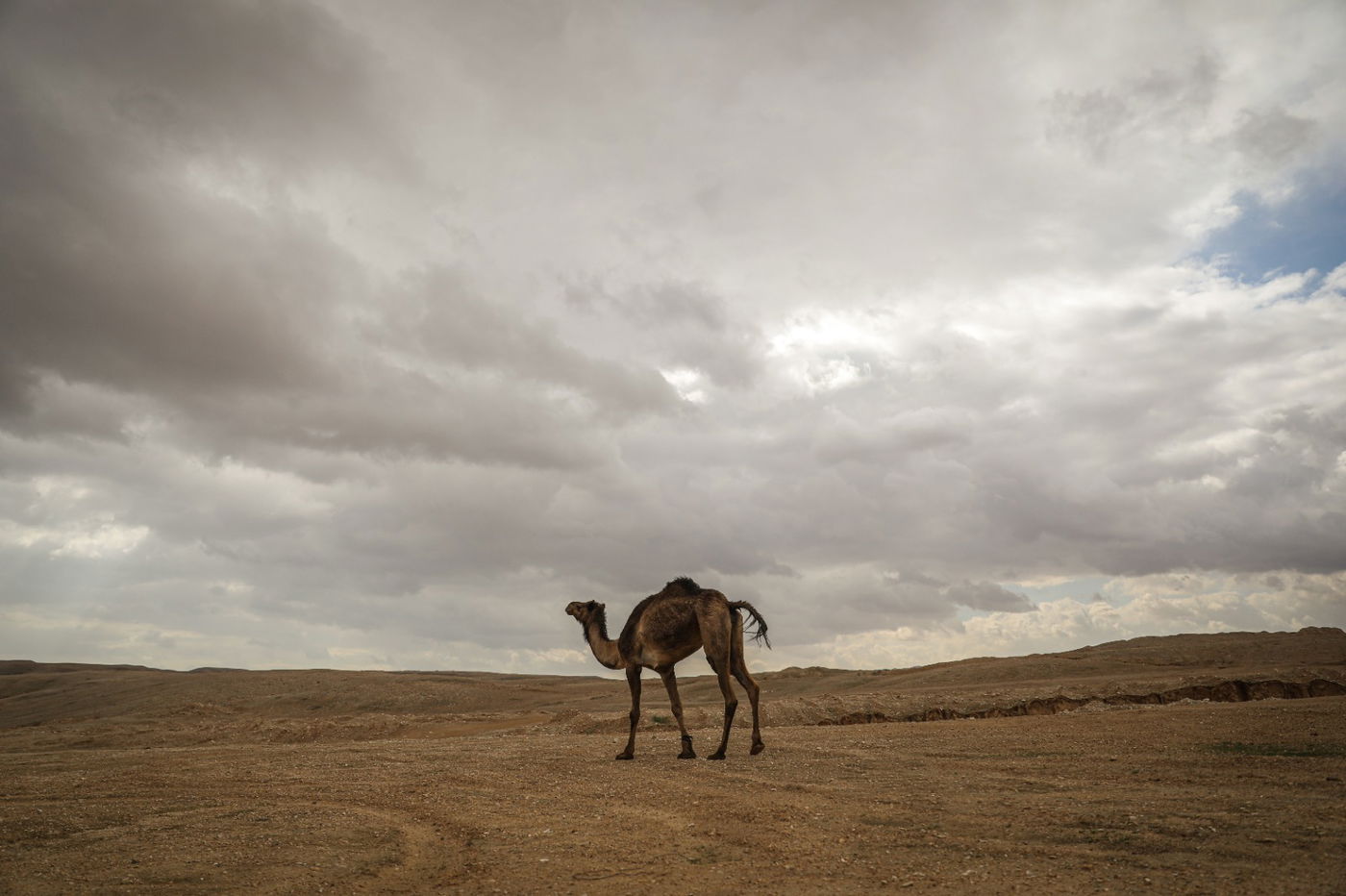 הגשם והפלסטיק הגיעו לגמלים במדבר יהודה | צפו בגלריה