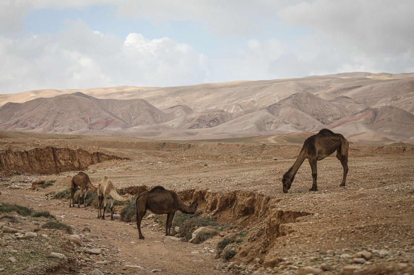 הגשם והפלסטיק הגיעו לגמלים במדבר יהודה | צפו בגלריה