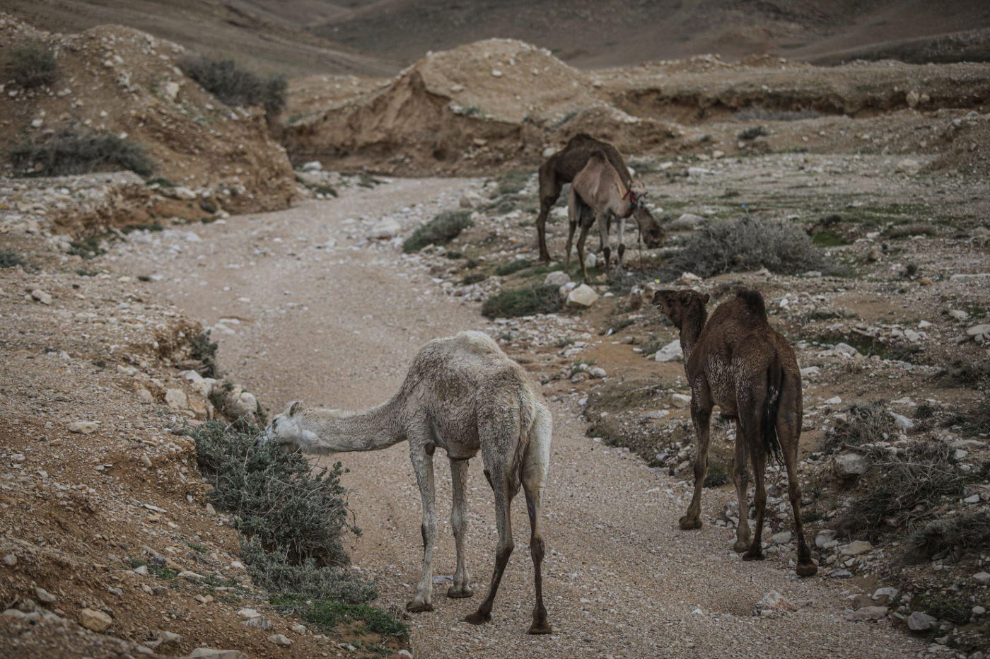 הגשם והפלסטיק הגיעו לגמלים במדבר יהודה | צפו בגלריה