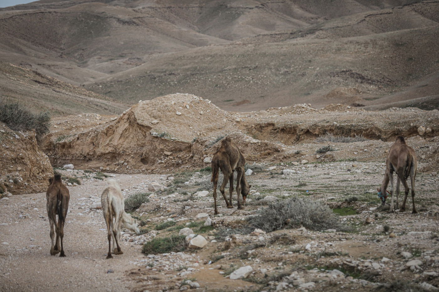 הגשם והפלסטיק הגיעו לגמלים במדבר יהודה | צפו בגלריה