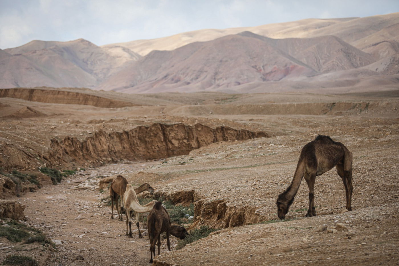 הגשם והפלסטיק הגיעו לגמלים במדבר יהודה | צפו בגלריה