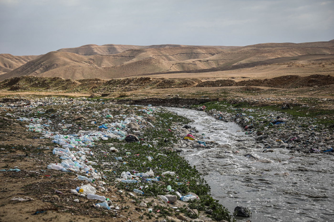 הגשם והפלסטיק הגיעו לגמלים במדבר יהודה | צפו בגלריה
