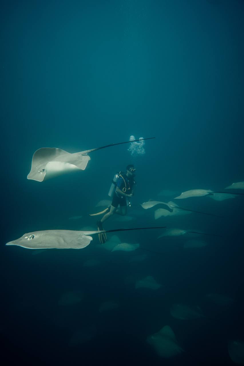 צולל עם כרישים ואוכל טונה | אוהד הנווד במסע ימי במלדיבים