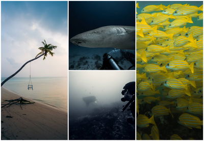 צולל עם כרישים ואוכל טונה | אוהד הנווד במסע ימי במלדיבים