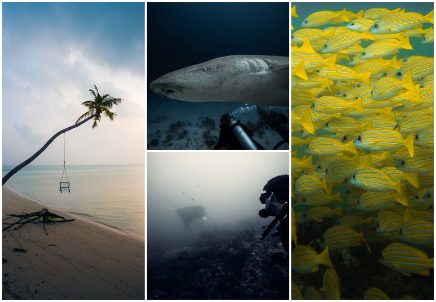 צולל עם כרישים ואוכל טונה | אוהד הנווד במסע ימי במלדיבים