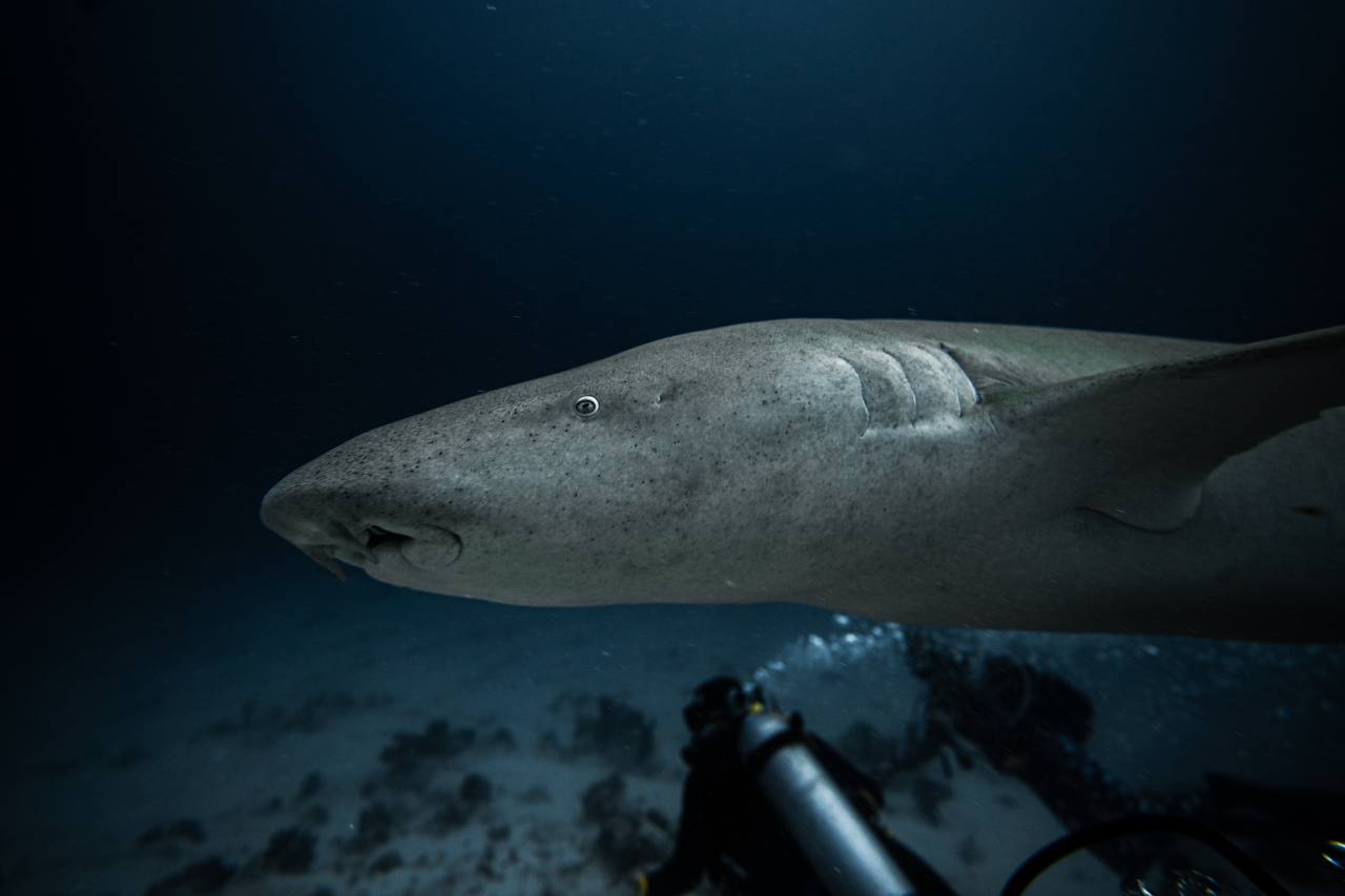 צולל עם כרישים ואוכל טונה | אוהד הנווד במסע ימי במלדיבים