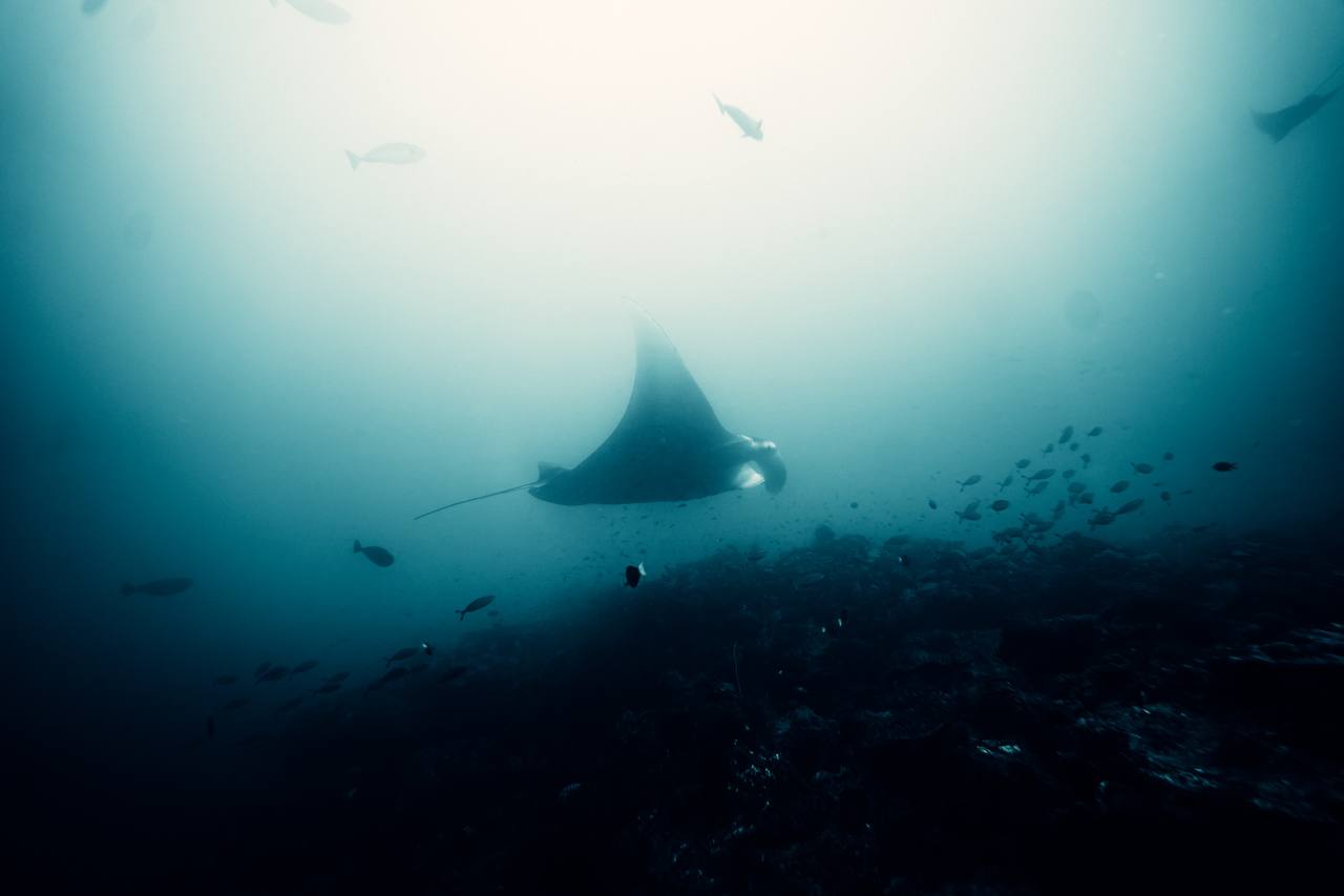 צולל עם כרישים ואוכל טונה | אוהד הנווד במסע ימי במלדיבים