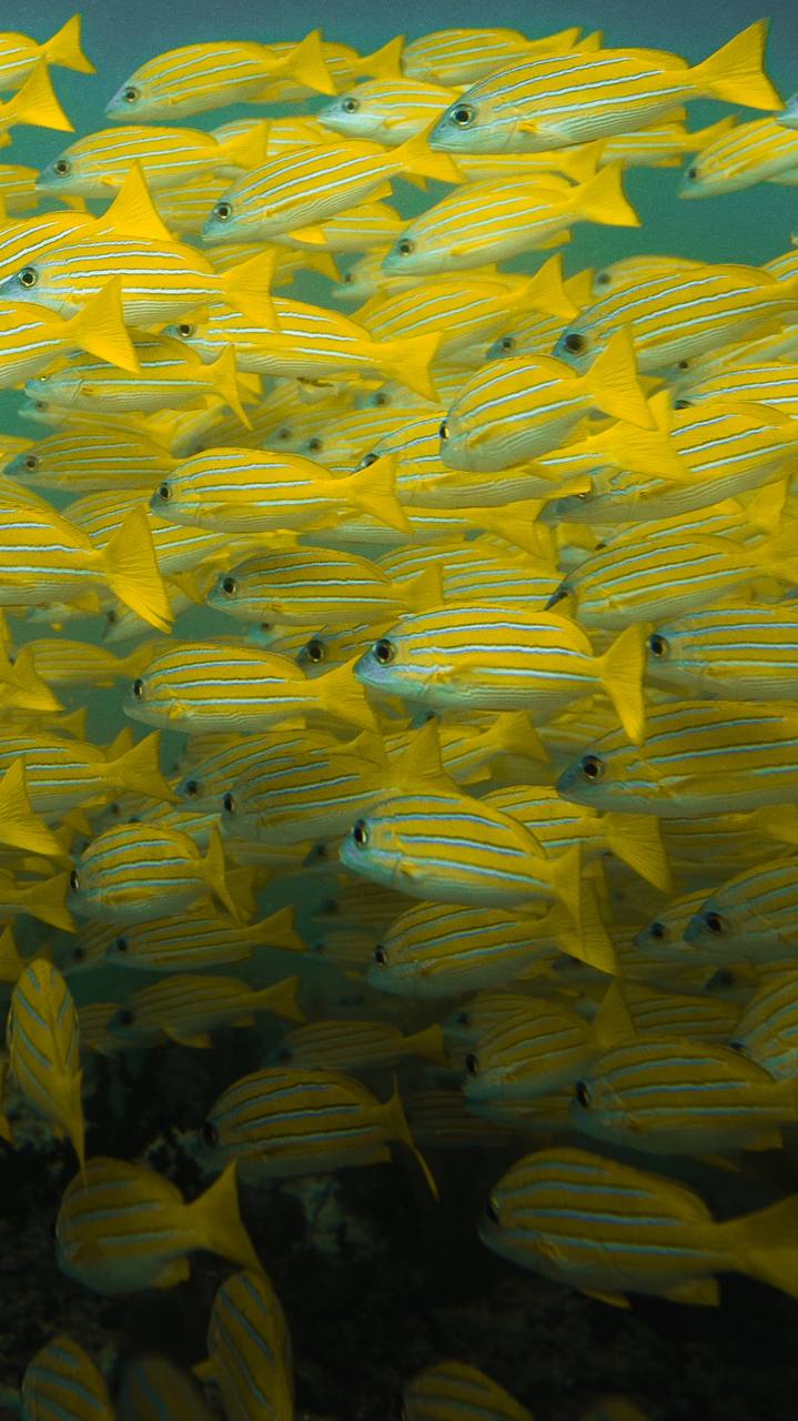 צולל עם כרישים ואוכל טונה | אוהד הנווד במסע ימי במלדיבים