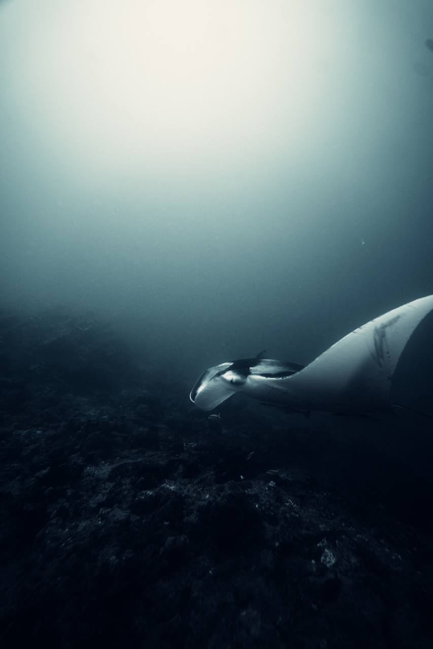 צולל עם כרישים ואוכל טונה | אוהד הנווד במסע ימי במלדיבים
