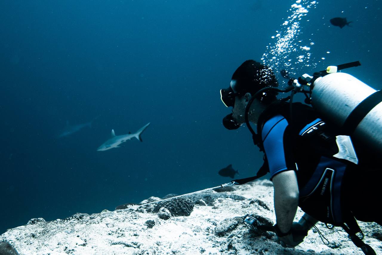 צולל עם כרישים ואוכל טונה | אוהד הנווד במסע ימי במלדיבים