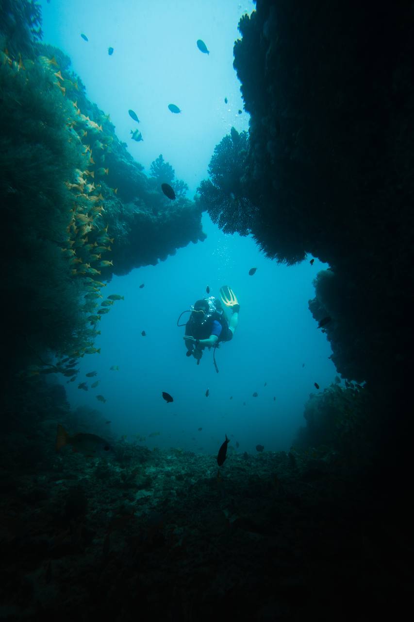 צולל עם כרישים ואוכל טונה | אוהד הנווד במסע ימי במלדיבים