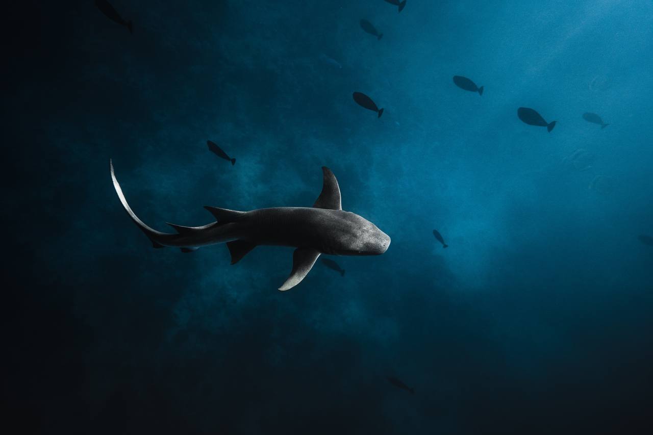 צולל עם כרישים ואוכל טונה | אוהד הנווד במסע ימי במלדיבים