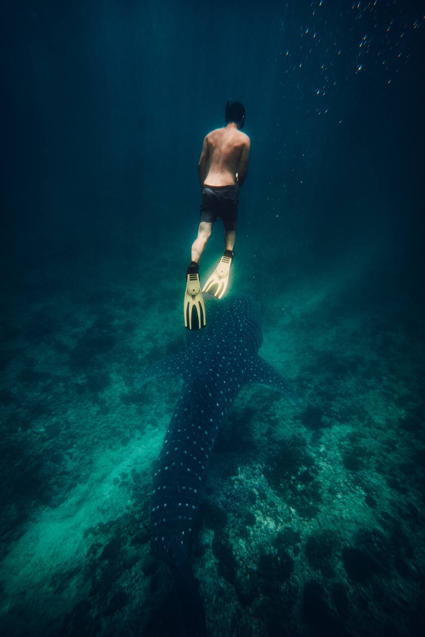 צולל עם כרישים ואוכל טונה | אוהד הנווד במסע ימי במלדיבים