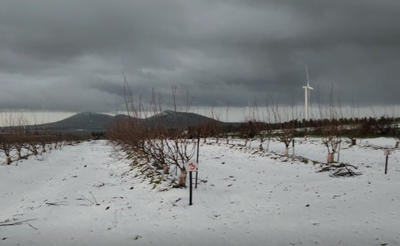 הגולן צבוע בלבן