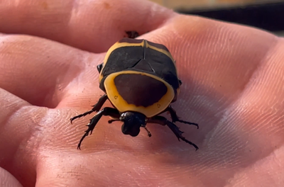 למה אתם חושבים שחיפושית זה משהו משעמם? • חיות השדה