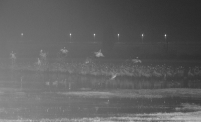 המצלמות תיעדו: מה עושים העגורים ברעידת אדמה? • צפו