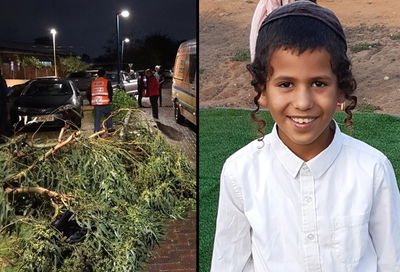 מלאכי והעץ שקרס