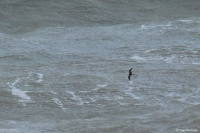 יסעורונים אטלנטיים בחופי ישראל