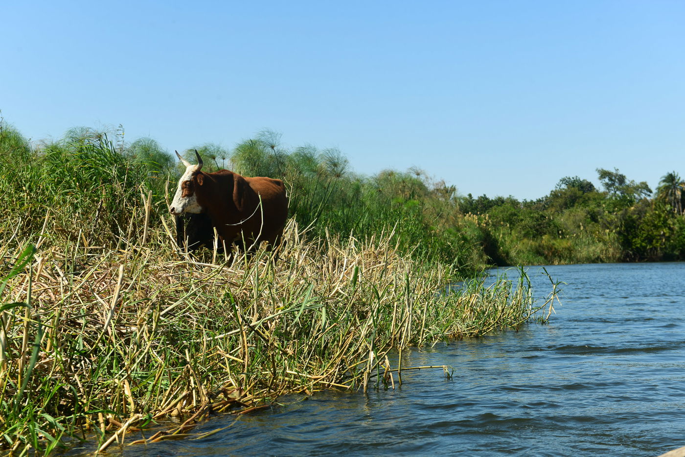 מה עושה צלם שאיבד את כל כספו בזימבבואה? ממשיך לצלם... • צפו