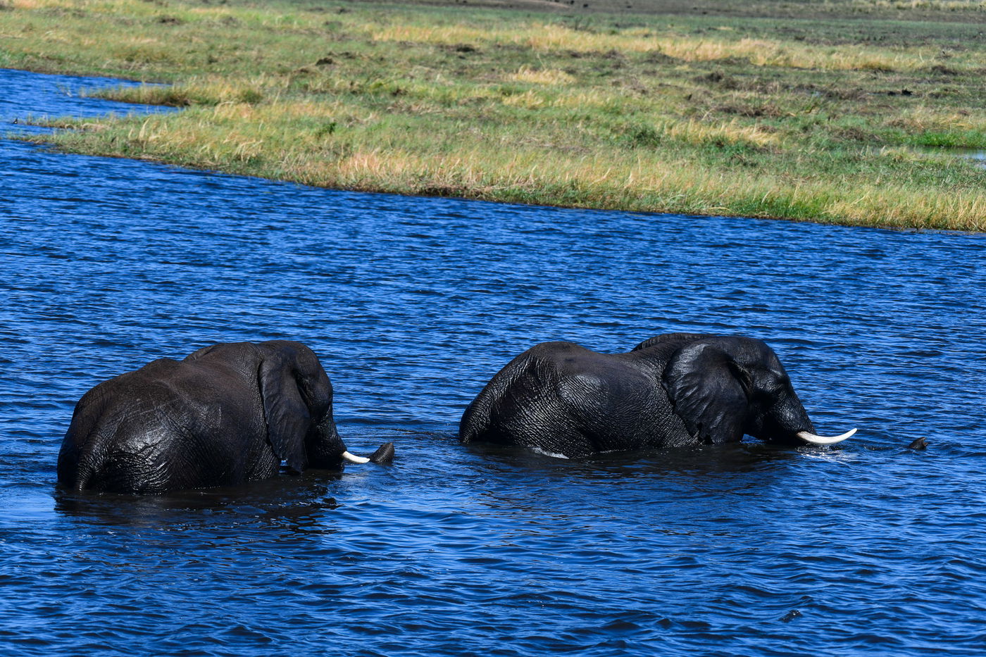 מה עושה צלם שאיבד את כל כספו בזימבבואה? ממשיך לצלם... • צפו