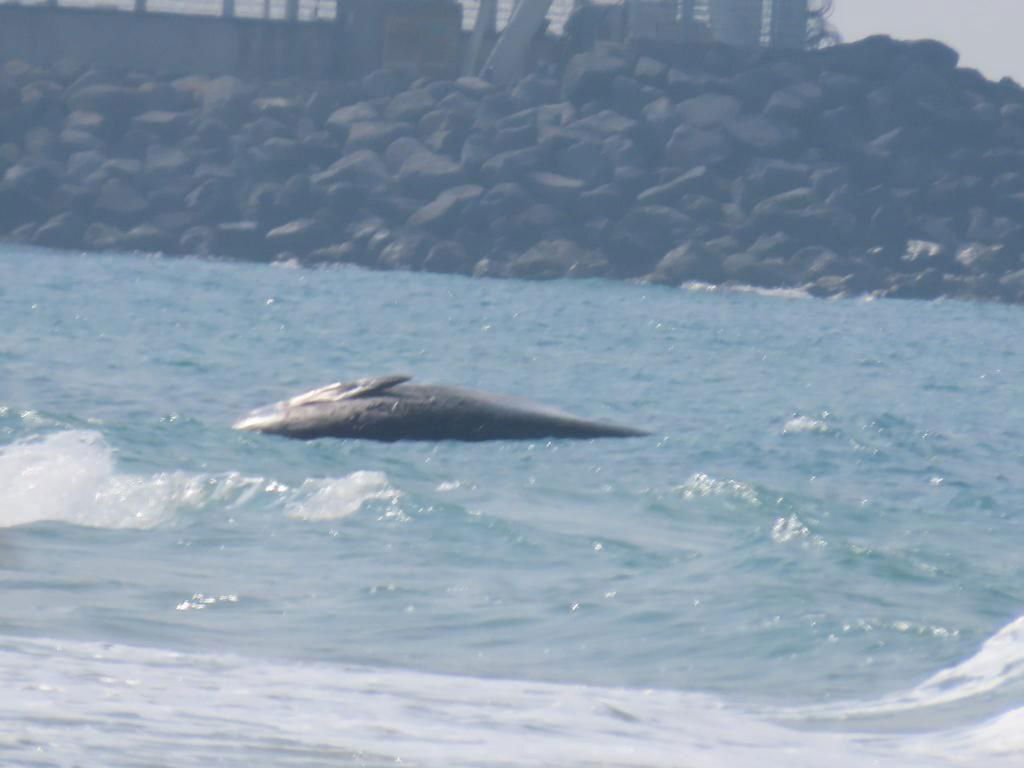לויתן מצוי נפלט במרחב הימי הצבאי הסגור בחוף זיקים | תיעוד