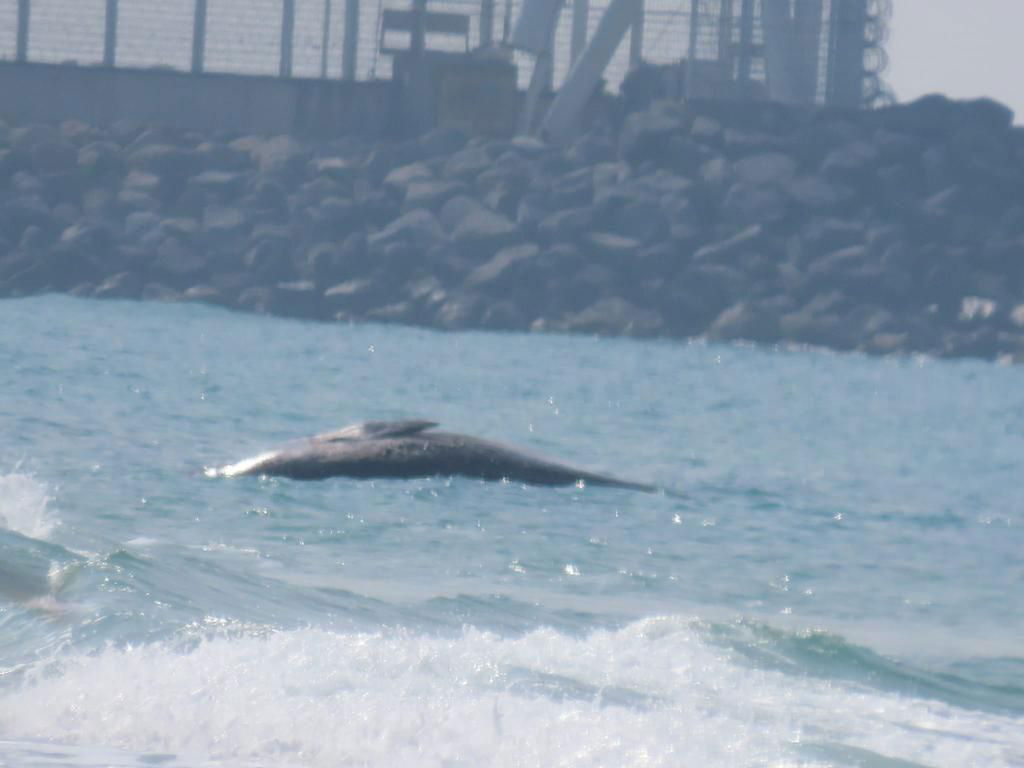 לויתן מצוי נפלט במרחב הימי הצבאי הסגור בחוף זיקים | תיעוד