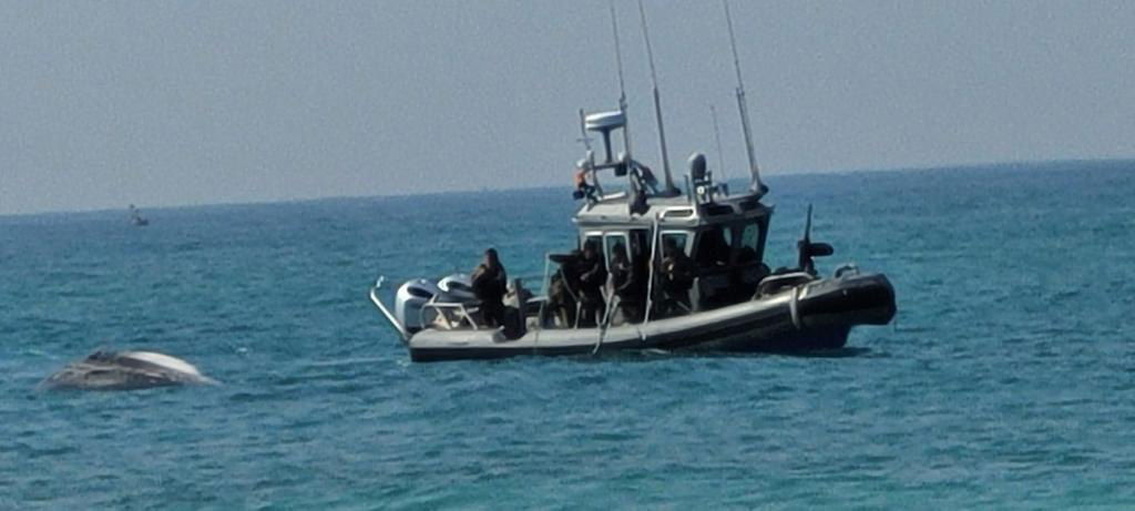 לויתן מצוי נפלט במרחב הימי הצבאי הסגור בחוף זיקים | תיעוד