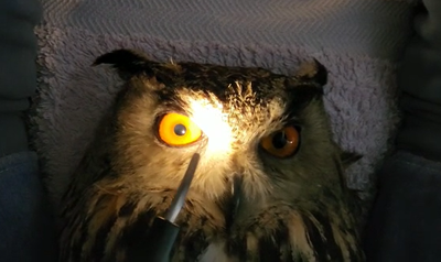 אוח נפגע בראשו מרכב ואיבד את הראיה; כך הוא טופל