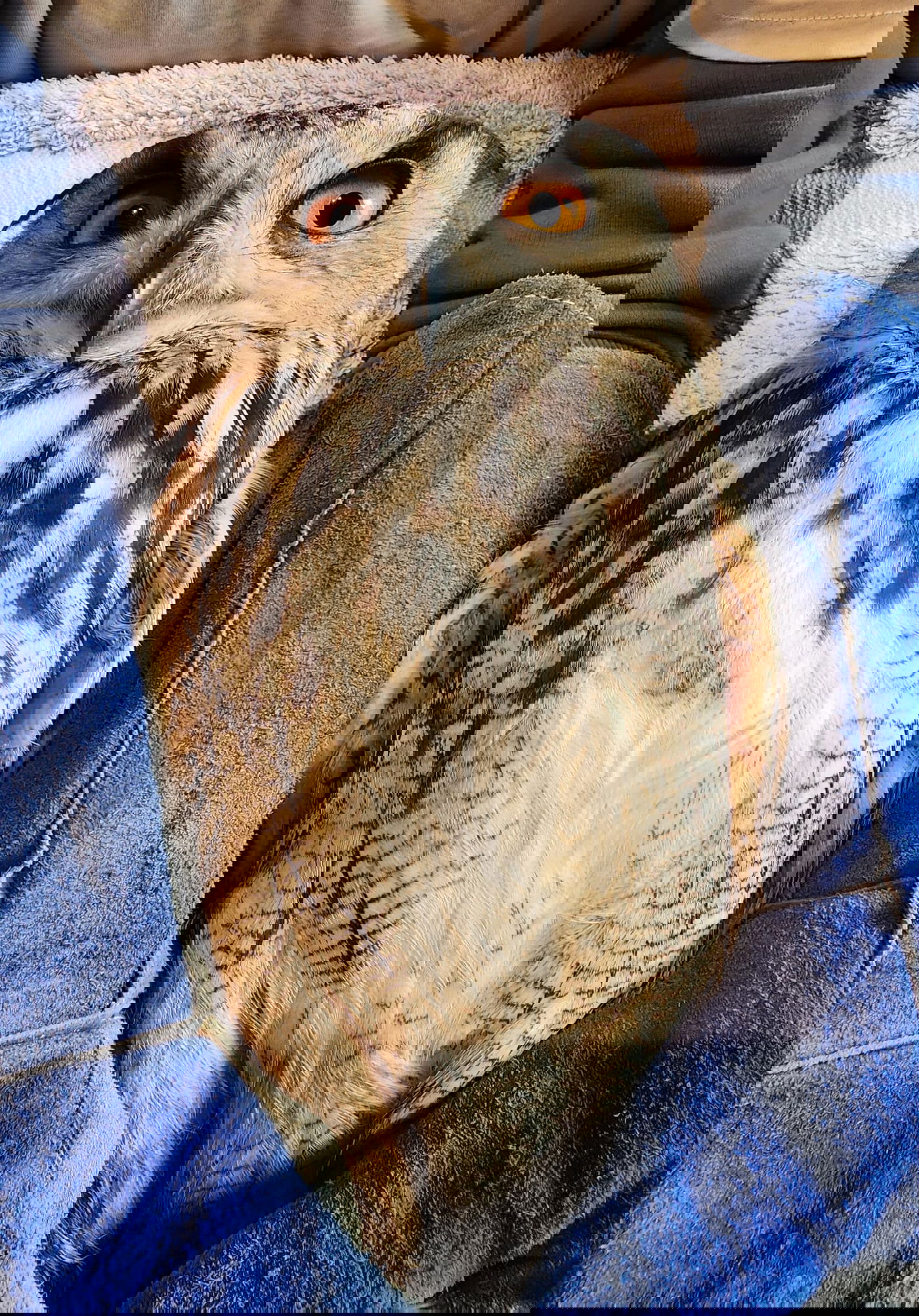 אוח נפגע בראשו מרכב ואיבד את הראיה; כך הוא טופל