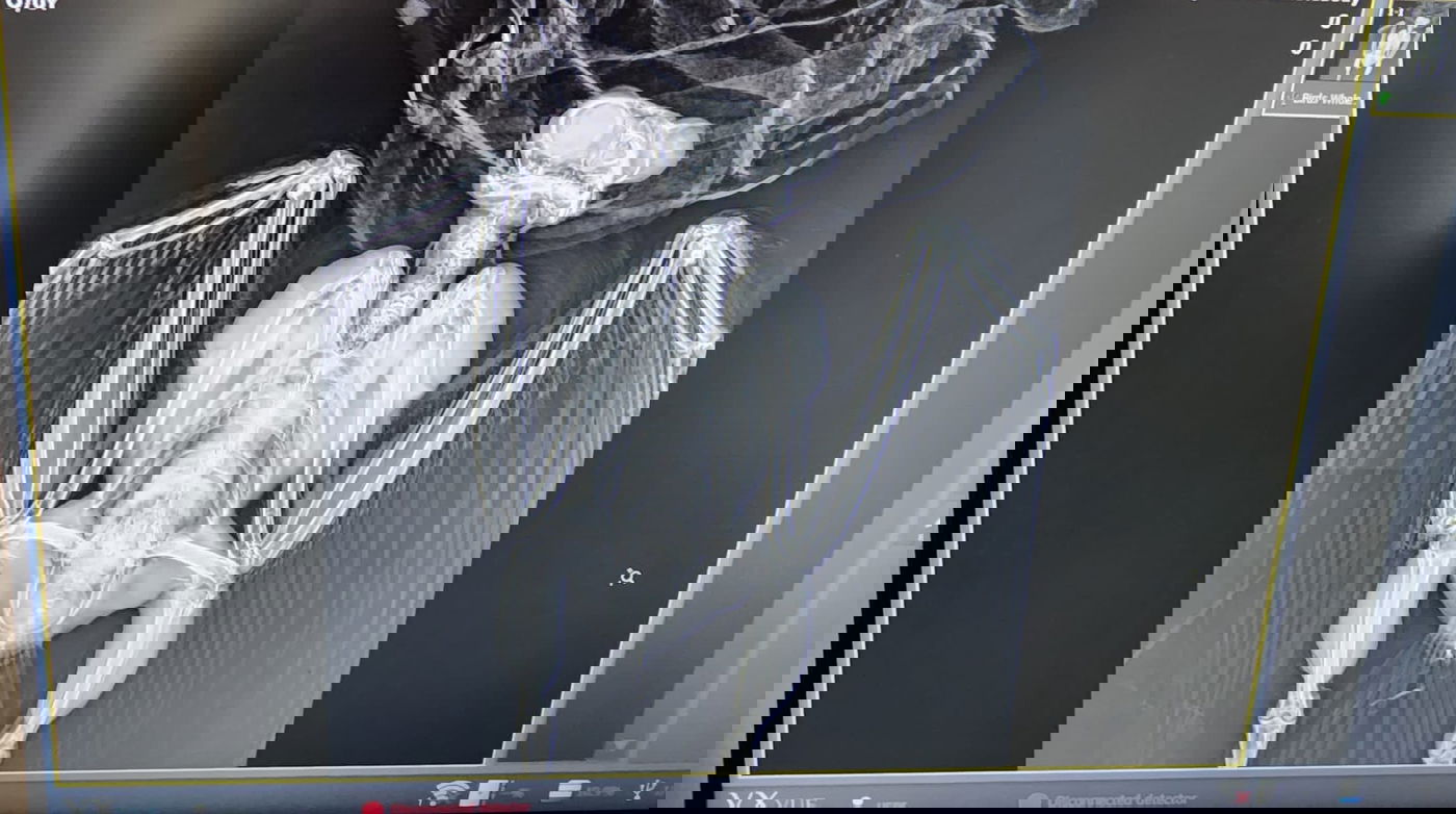 אוח נפגע בראשו מרכב ואיבד את הראיה; כך הוא טופל