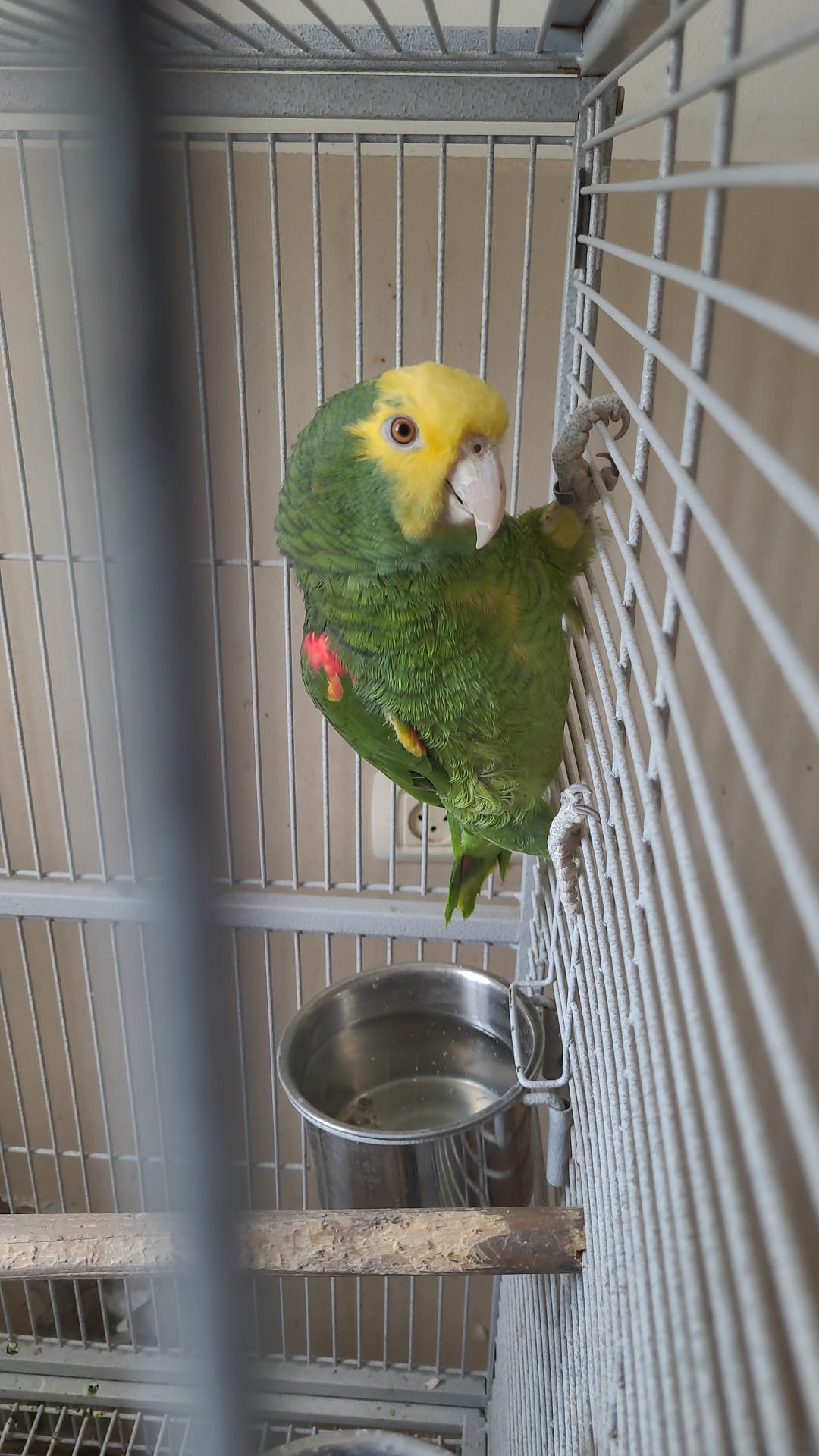 תוכים בשווי עשרות אלפי שקלים נתפסו בשפרעם