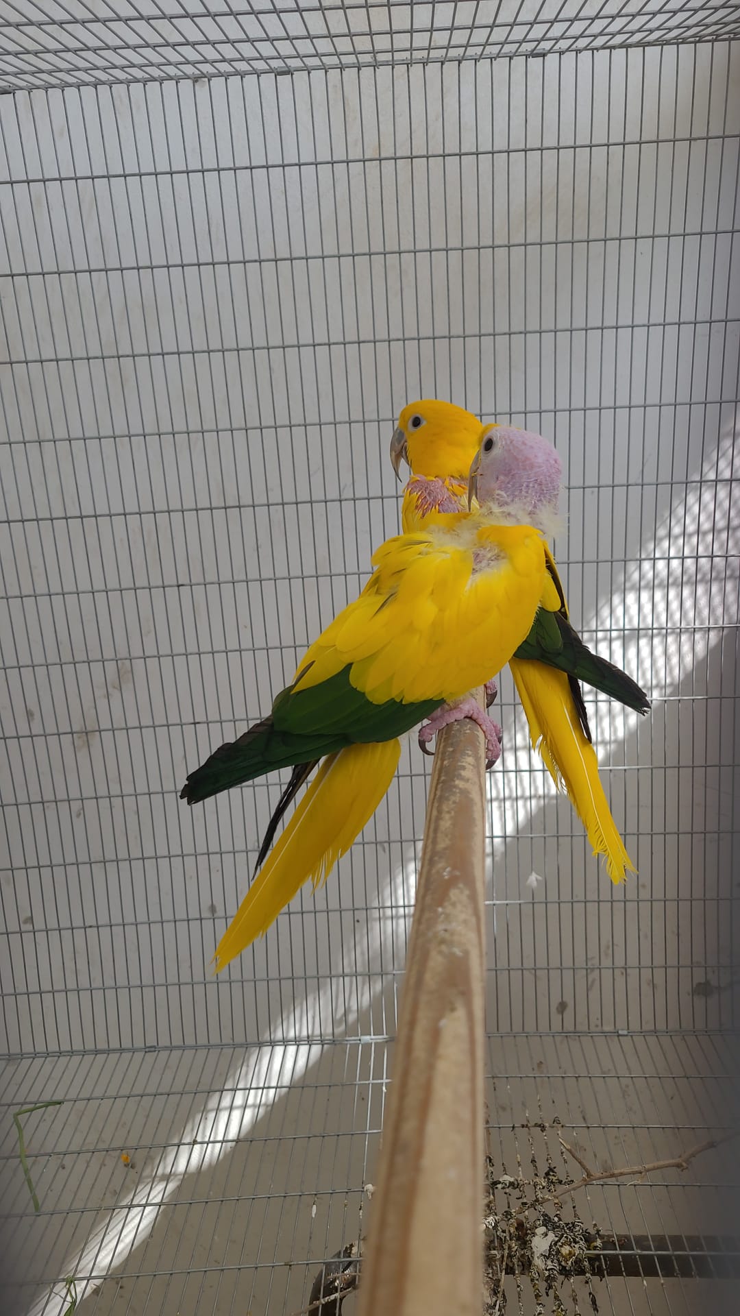 תוכים בשווי עשרות אלפי שקלים נתפסו בשפרעם