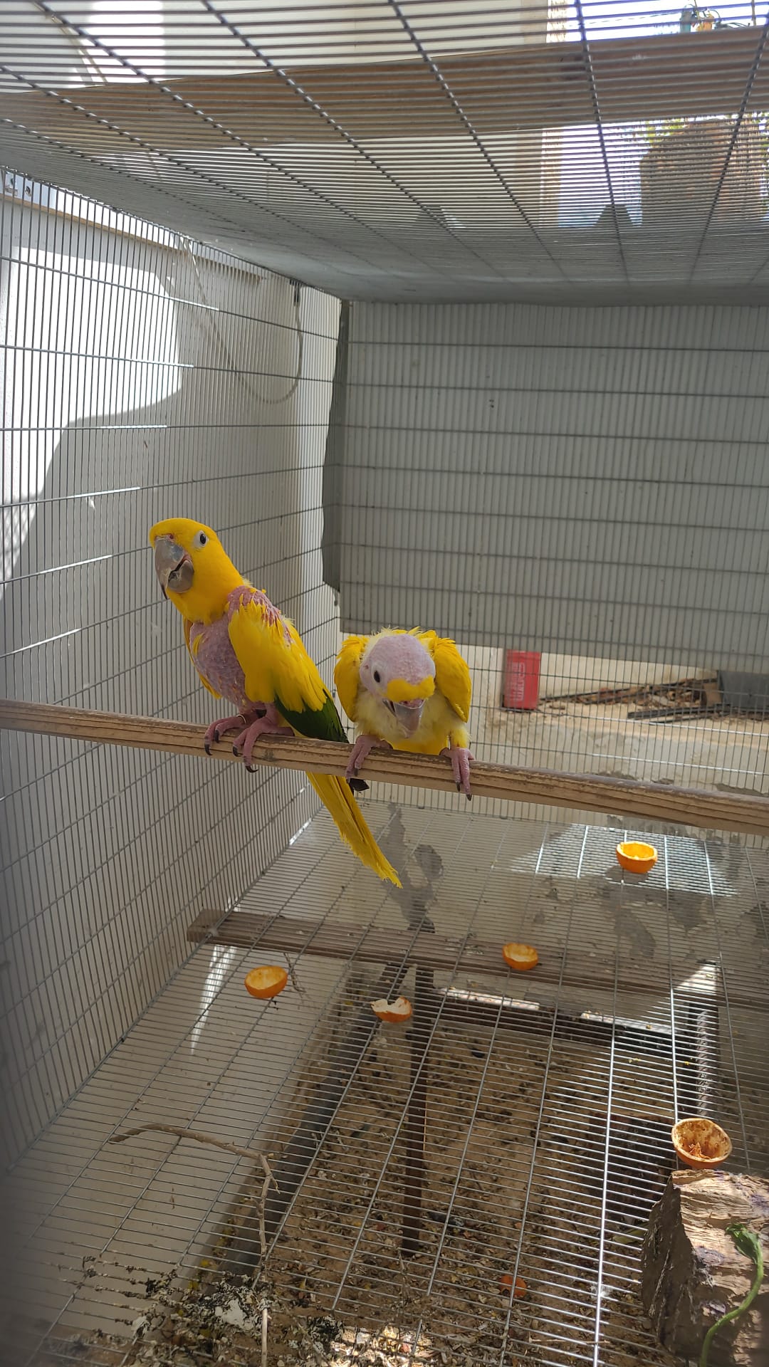 תוכים בשווי עשרות אלפי שקלים נתפסו בשפרעם