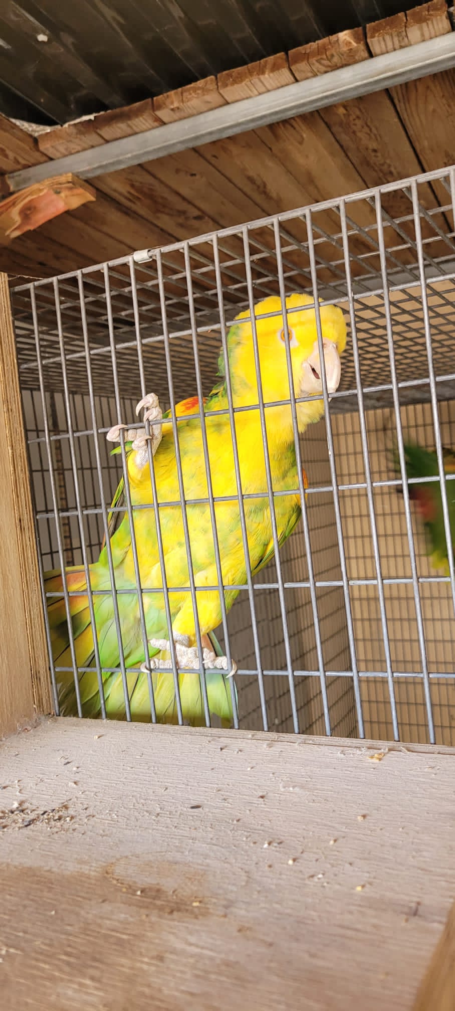 תוכים בשווי עשרות אלפי שקלים נתפסו בשפרעם