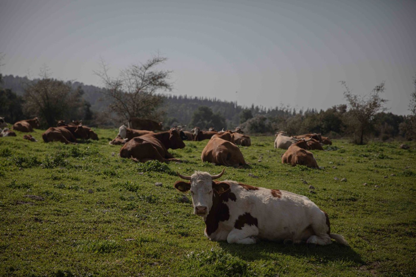 מעיין בית הקשתות | צפו בגלריה של חיים גולדברג