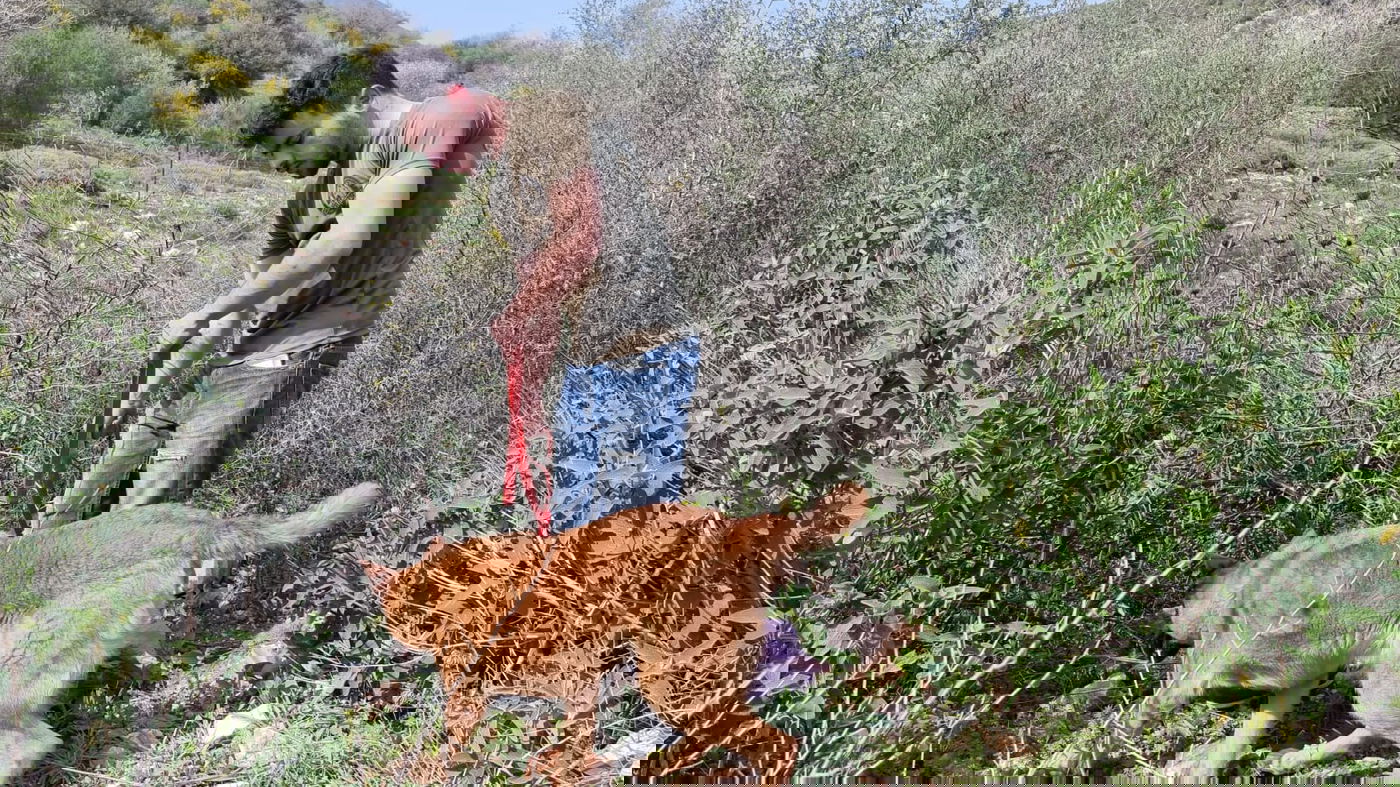 תיכף שנה להיעלמות: יום חיפושים אחר קליינרמן ועוד שני 'נעדרי מירון'