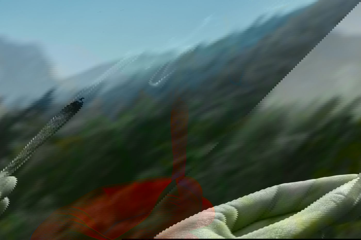 כמה בחורים מעשנים ירוק? • תמונת מצב מדאיגה מעולם הישיבות