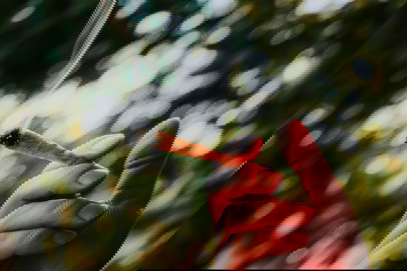 כמה בחורים מעשנים ירוק? • תמונת מצב מדאיגה מעולם הישיבות