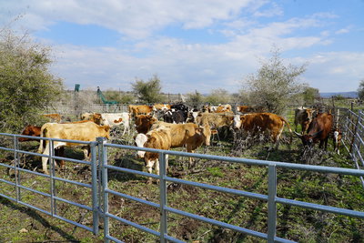 הלוחמים החרימו 83 פרות בשווי של מאות אלפי ש"ח | צפו