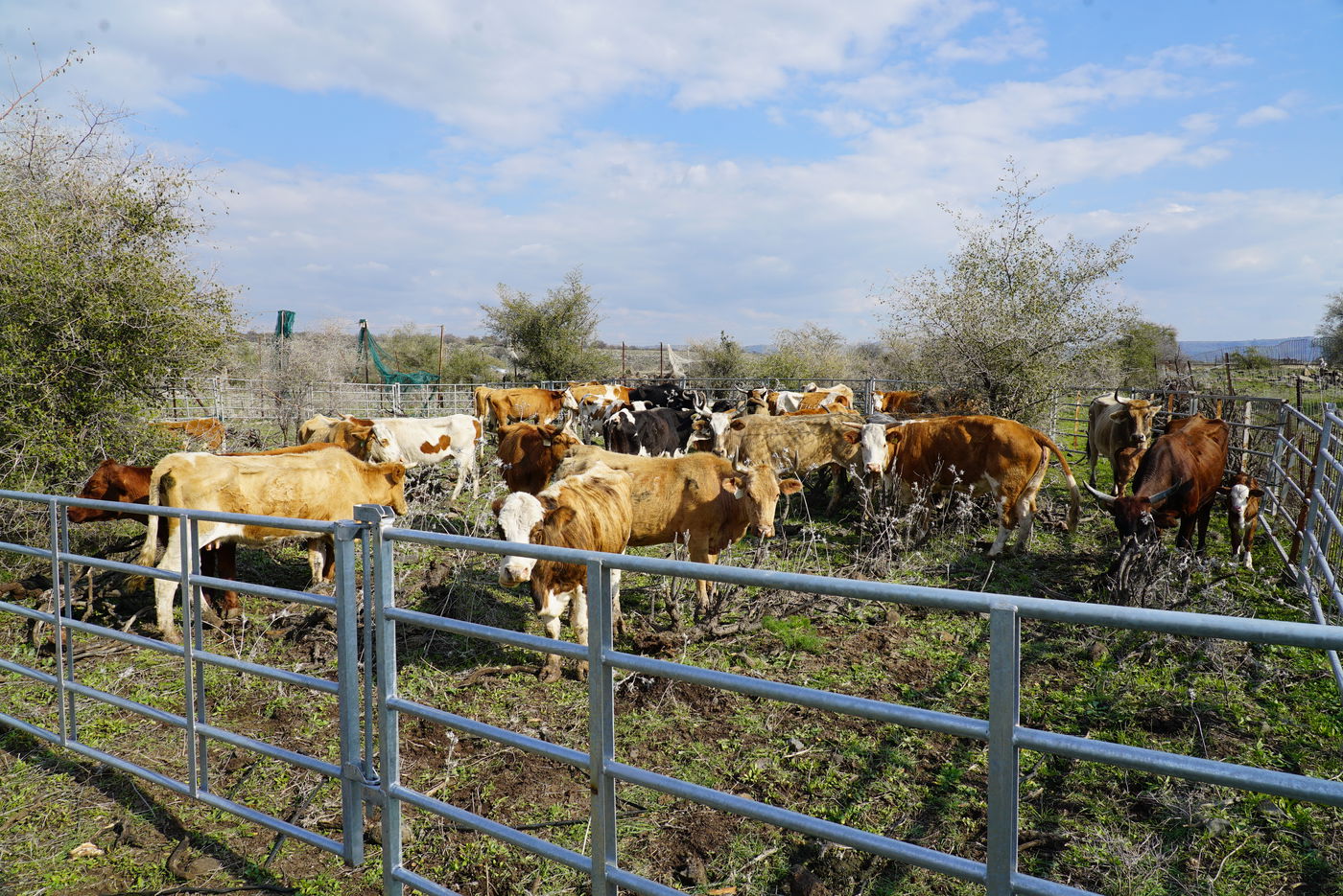 הלוחמים החרימו 83 פרות בשווי של מאות אלפי ש"ח | צפו