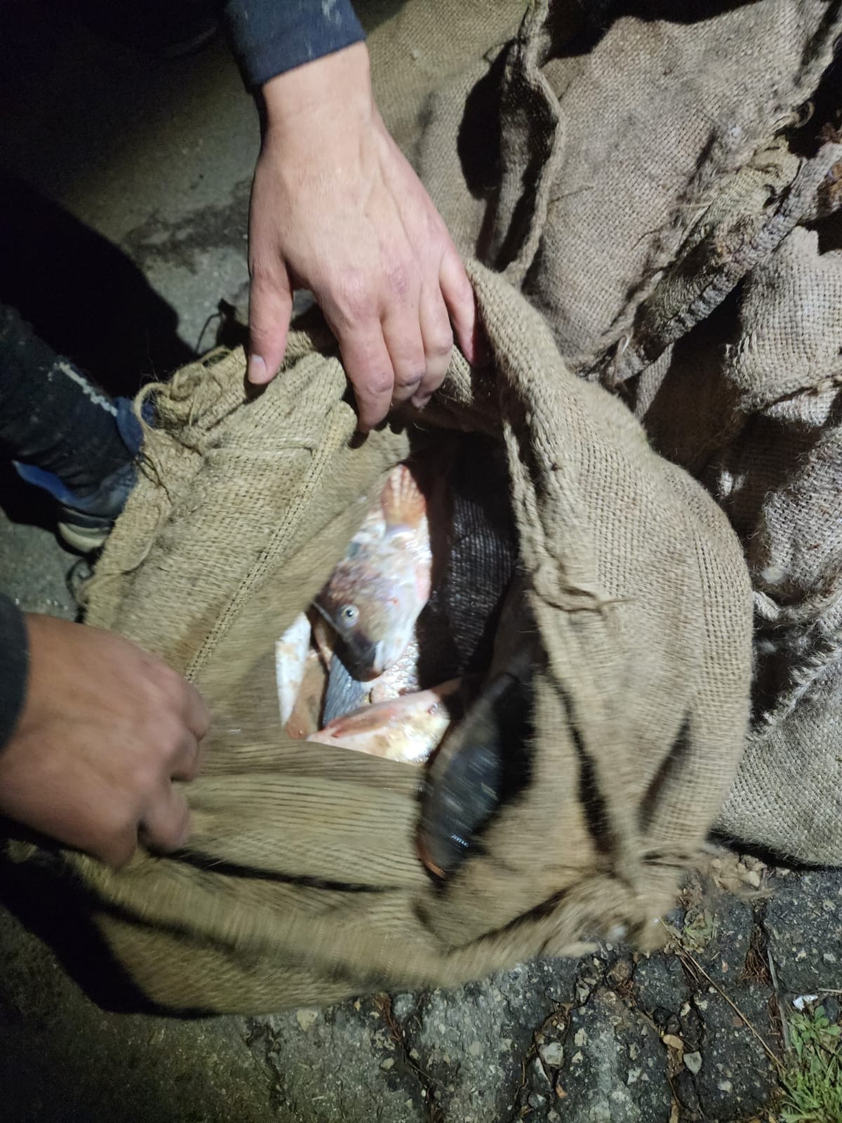 גנבו 40 ק"ג דגים מבריכות הדגים ונתפסו "על חם"